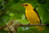 Zluva hajni - Oriolus oriolus - Eurasian Golden Oriole 9482